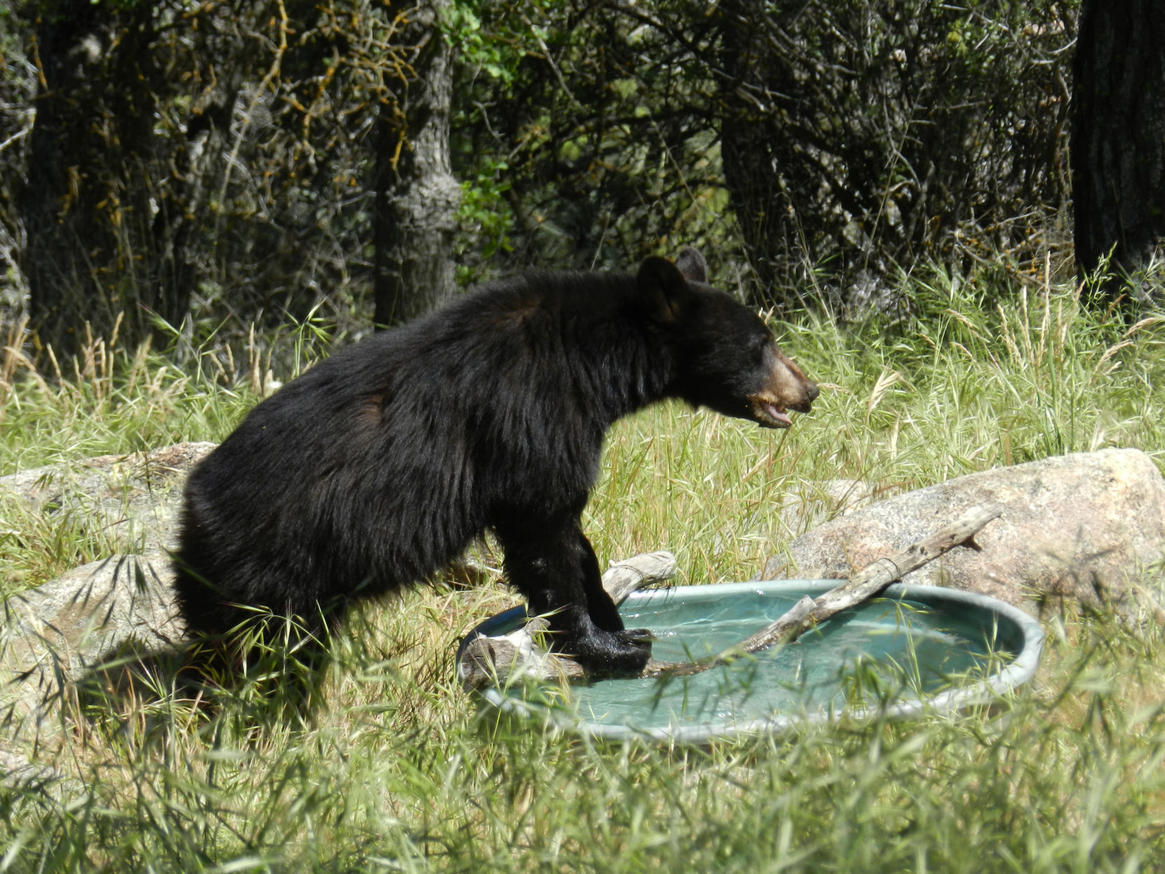 Natural Sightings bear